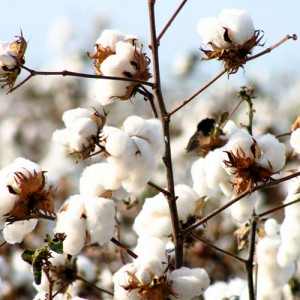 2.2 cotton